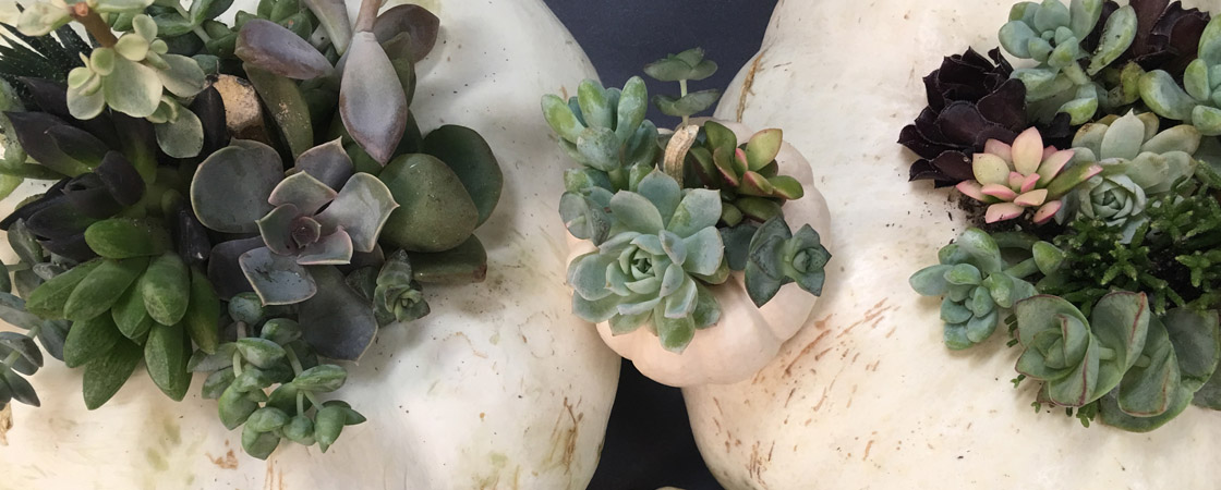 DIY: Succulent Pumpkin Centerpiece
